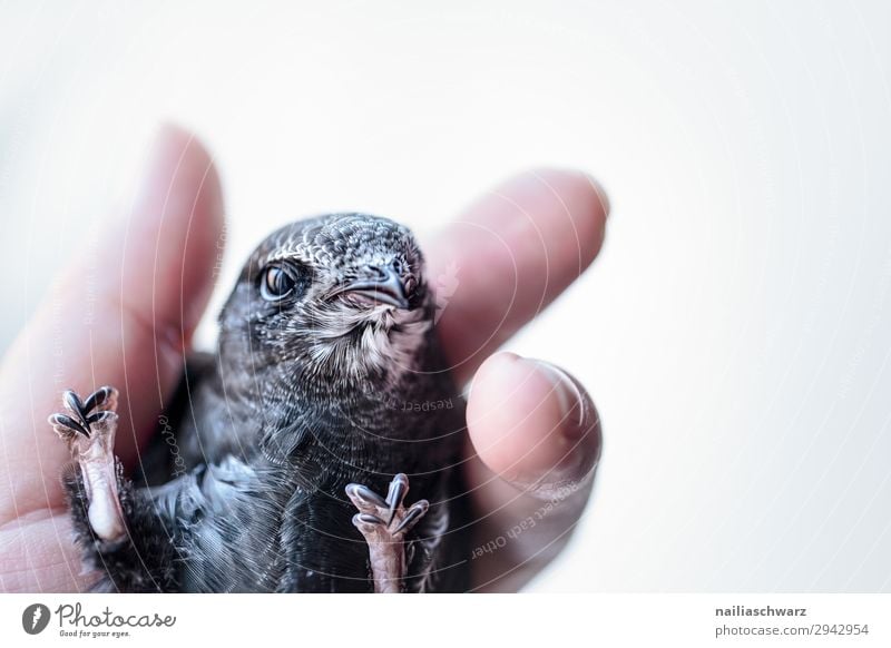 Mauersegler Sommer Hand Finger Tier Wildtier Vogel 1 Tierjunges beobachten Erholung festhalten Blick einfach frei natürlich Neugier niedlich grau Akzeptanz