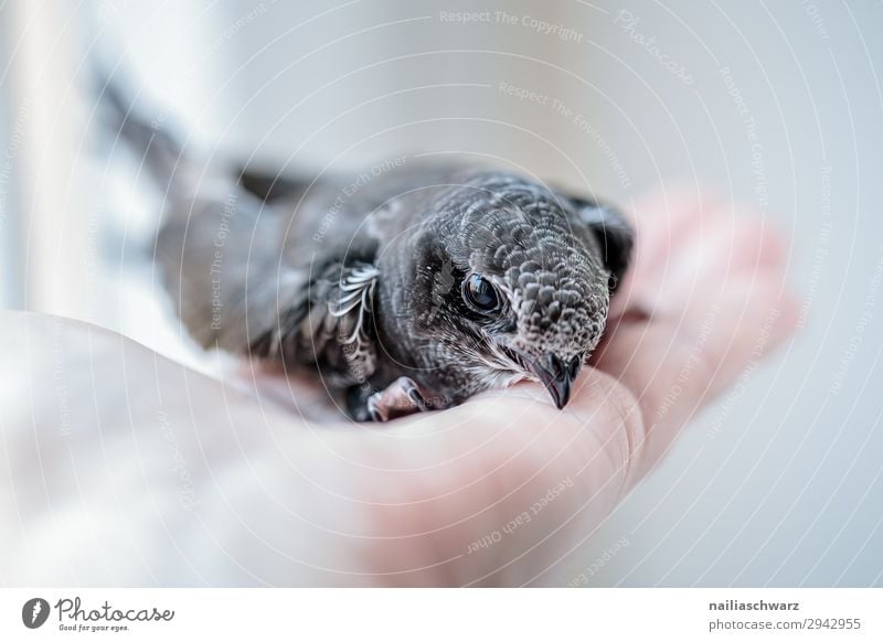 Mauersegler Jungvogel Sommer Hand Tier Wildtier Vogel 1 Tierjunges beobachten festhalten Blick Freundlichkeit klein Neugier niedlich grau Tierliebe Mitgefühl