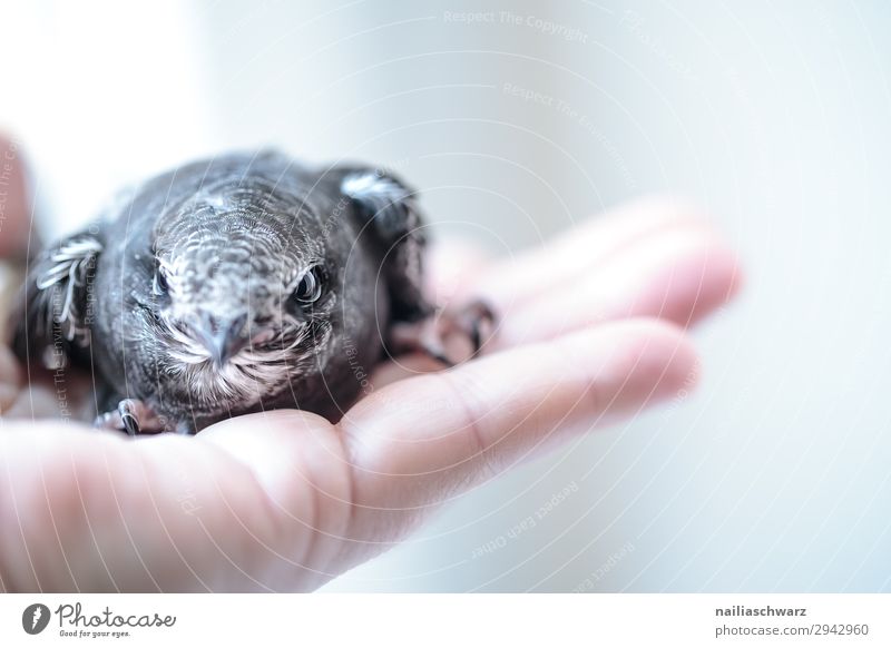 Mauersegler Sommer Mensch Hand Tier Wildtier Vogel 1 Tierjunges beobachten sitzen natürlich Neugier niedlich schön wild Gefühle Frühlingsgefühle Sympathie