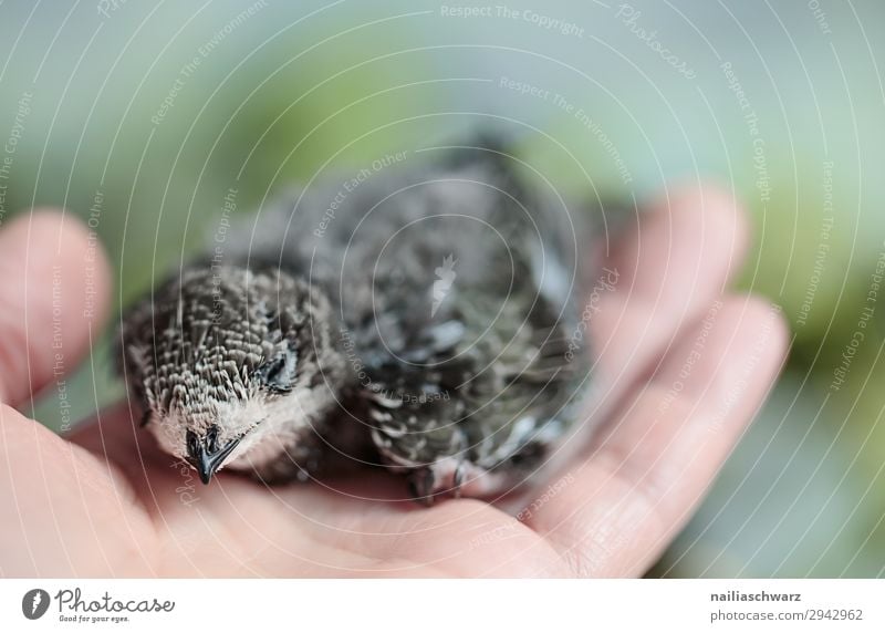 Mauersegler & Mensch Sommer Hand Finger 1 Umwelt Natur Tier Vogel Flügel Jungvogel Tierjunges Erholung schaukeln sitzen natürlich weich Warmherzigkeit Tierliebe