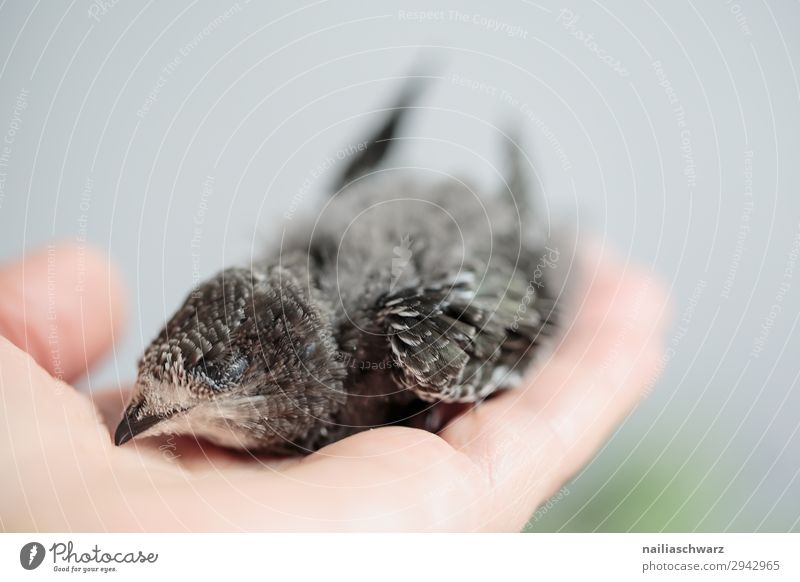 Handaufgezogene junge Mauersegler schnell apus apus apus Uferschwalbe Eurasischer Mauersegler schmiegend Jungvogel jugendlich Verlassen Handheben Hand erhoben