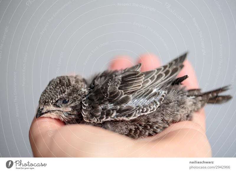 Mauersegler Jungvogel Sommer Hand Tier Wildtier Vogel 1 Tierjunges festhalten liegen klein niedlich schön grau weiß Kraft Vertrauen Schutz Geborgenheit