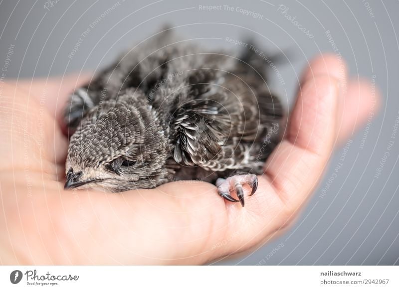 Mauersegler Jungvogel Sommer Hand Tier Vogel 1 Tierjunges festhalten streichen klein niedlich Tatkraft Akzeptanz Vertrauen Sicherheit Schutz Geborgenheit