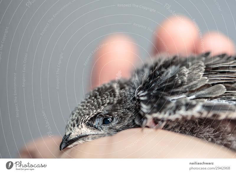 Mauersegler Sommer Hand Tier Wildtier Vogel Nestling Jungvogel 1 Tierjunges Erholung festhalten klein natürlich niedlich grau weiß Zusammensein Tierliebe