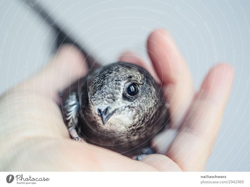 Mauersegler Sommer Hand Tier Vogel Jungvogel 1 Tierjunges beobachten festhalten Blick natürlich Neugier niedlich Zufriedenheit Frühlingsgefühle Tierliebe