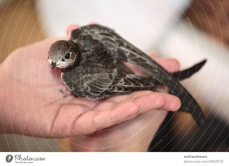 Handaufgezogene junge Mauersegler schnell apus apus apus Uferschwalbe Eurasischer Mauersegler schmiegend Jungvogel jugendlich Verlassen Handheben Hand erhoben