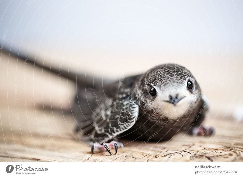 Mauersegler Sommer Hand Tier Wildtier Vogel mauersegler Jungvogel 1 Tierjunges Blick natürlich Neugier Tierliebe Mitgefühl Menschlichkeit Hilfsbereitschaft