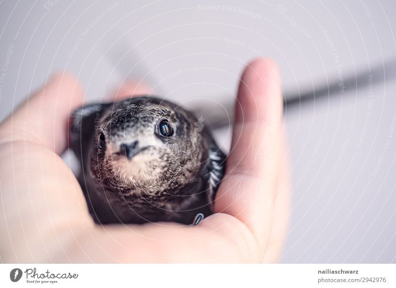 Mauersegler Sommer Hand Tier Wildtier Vogel 1 Tierjunges entdecken festhalten Blick klein Neugier niedlich weich Gefühle Vertrauen Sicherheit Schutz