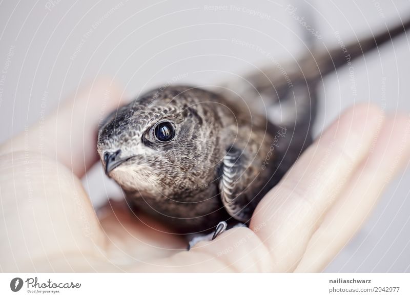 Mauersegler Sommer Hand Tier Vogel Tiergesicht mauersegler 1 Tierjunges beobachten festhalten klein Neugier niedlich schön wild Sicherheit Schutz Geborgenheit