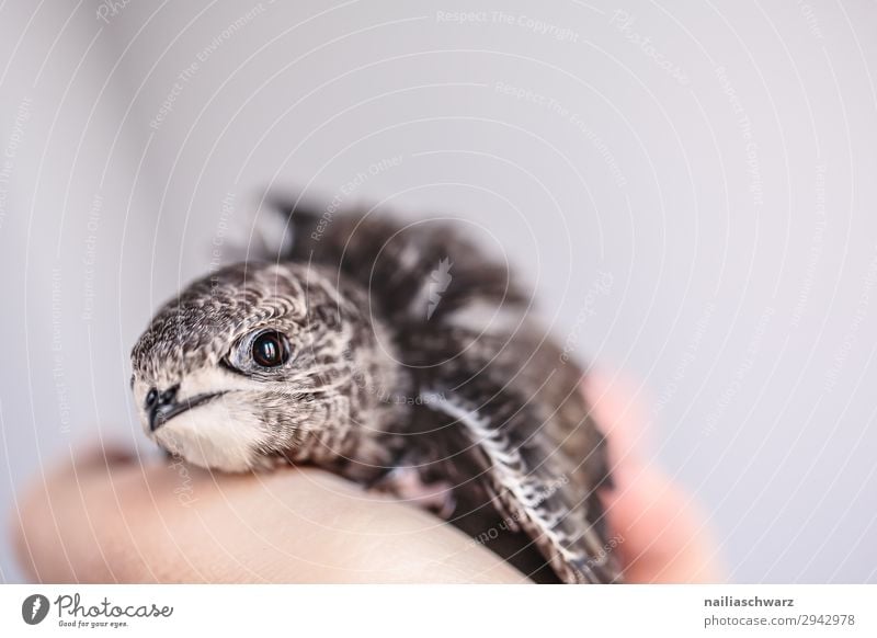 Mauersegler Jungvogel Sommer Hand Tier Wildtier Vogel 1 Tierjunges beobachten entdecken Erholung festhalten Kommunizieren Blick Gesundheit klein natürlich