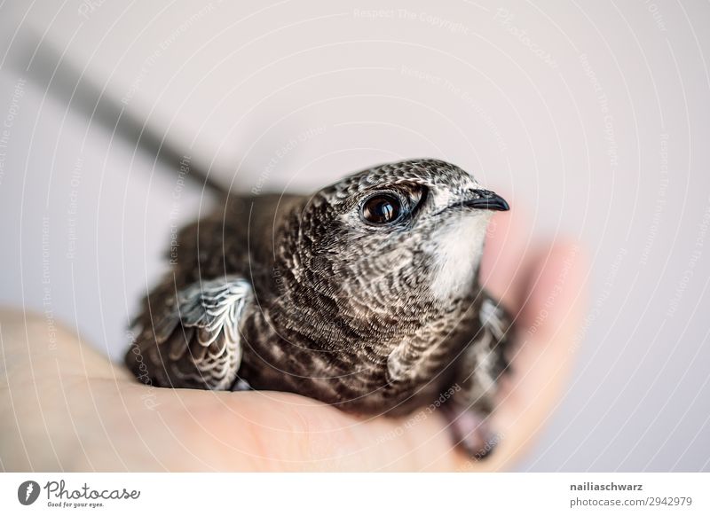 Mauersegler Sommer Hand Umwelt Natur Tier Nutztier Vogel Tiergesicht 1 Tierjunges beobachten festhalten Blick klein Neugier niedlich wild Vertrauen Sicherheit