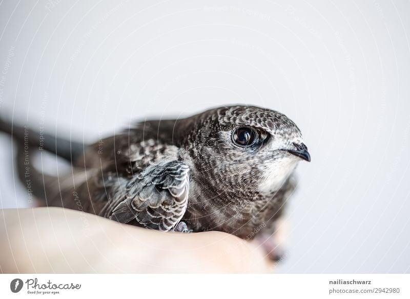 Mauersegler Sommer Hand Tier Wildtier Vogel Tierjunges beobachten festhalten Blick Wachstum Freundlichkeit natürlich Neugier niedlich wild Vorfreude Vertrauen