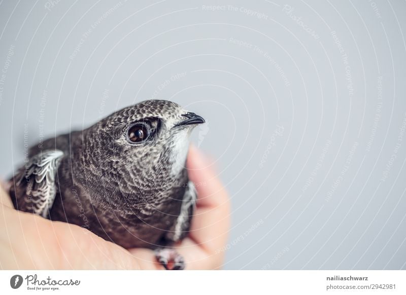 Mauersegler Sommer Hand Tier Wildtier Vogel 1 Tierjunges beobachten festhalten hocken liegen Blick natürlich Neugier niedlich weich grau Frühlingsgefühle