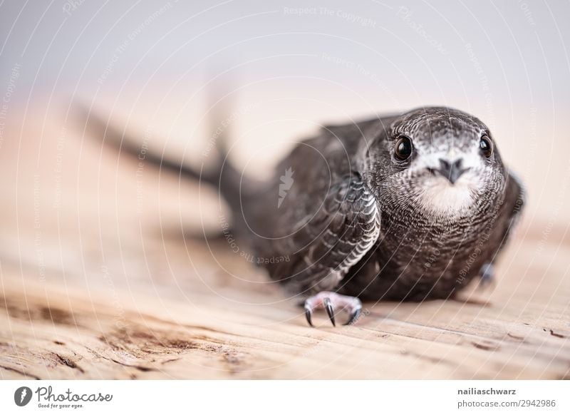 Mauersegler Sommer Tier Wildtier Vogel Tiergesicht Tierjunges beobachten entdecken hocken Blick warten natürlich Neugier niedlich Vertrauen Sicherheit Schutz