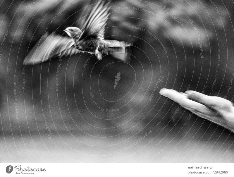 Mauersegler Sommer Mensch Hand Finger Umwelt Natur Frühling Tier Wildtier Vogel 1 Tierjunges Bewegung fliegen einfach frei Gesundheit natürlich Gefühle Glück