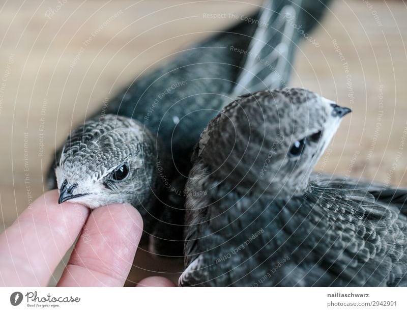 zwei Mauersegler Sommer Hand Finger Tier Vogel mauersegler 2 Tiergruppe Tierjunges Tierfamilie beobachten entdecken füttern Fröhlichkeit natürlich Neugier