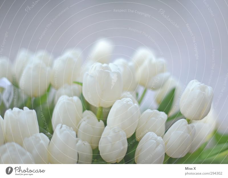 Weicher Frühling Blume Tulpe Blatt Blüte Blühend Duft weiß Tulpenblüte Blumenhändler Blumenstrauß Hochzeit sanft Farbfoto Nahaufnahme Menschenleer