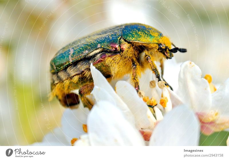 Rosen-Käfer Cetonia-aurata in der Blüte von einer Orangenblume Natur Sträucher Garten Tier 1 Klima Umwelt "kriechen krabbeln kreatur entomologie fauna fühler