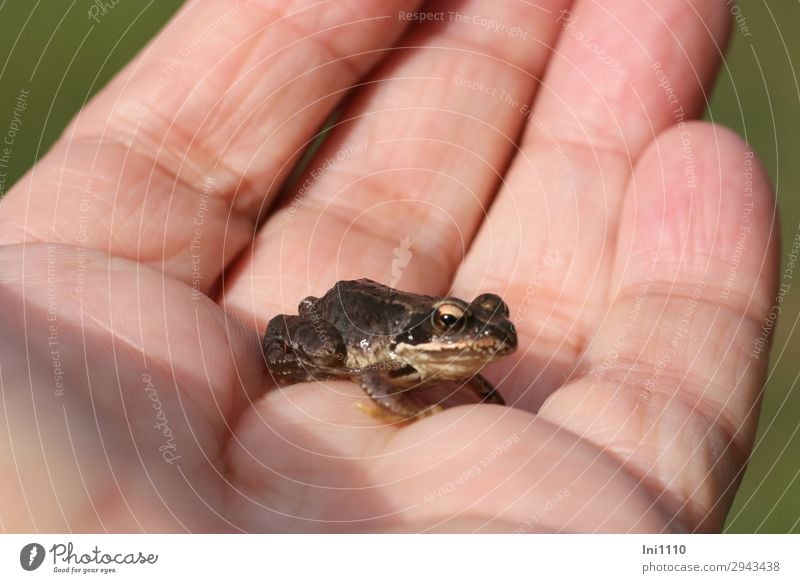 Moorfrosch Frosch 1 Tier Blick braun rosa schwarz weiß Tierjunges Froschlurche hüpfen Auge kalt Miniatur klein Moorsee Tarnfarbe Außenaufnahme Nahaufnahme