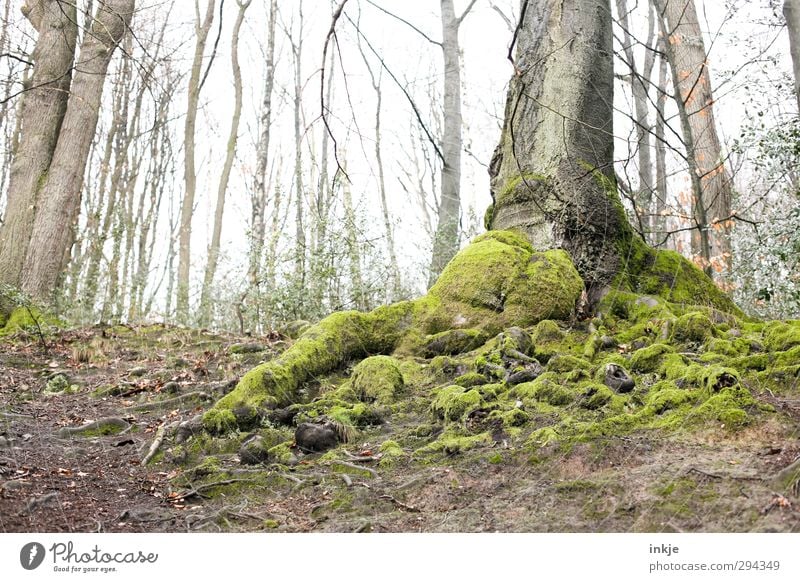 Fest verwurzelt Umwelt Natur Landschaft Urelemente Erde Herbst Wetter Nebel Baum Wurzelbildung Laubbaum Moos Flechten Wachstum alt dick groß grün Stimmung