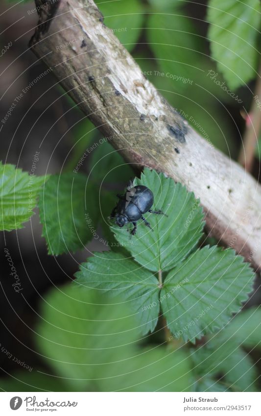 Käfer Wald Holz Blätter Natur Sommer Pflanze Ast 1 Tier krabbeln wild grün schwarz Freiheit Farbfoto Außenaufnahme Tag Vogelperspektive