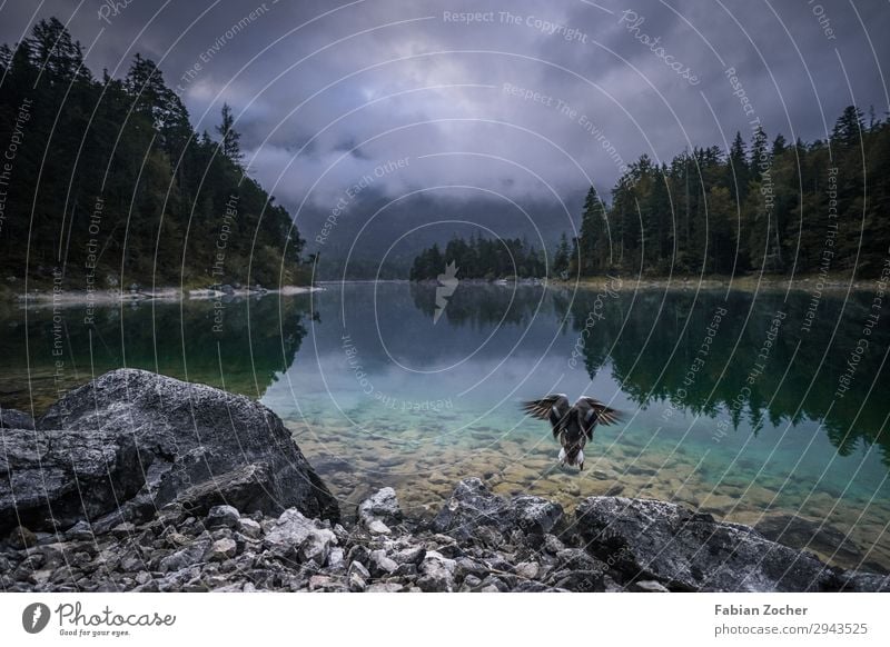 Ente am Eibsee Berge u. Gebirge Landschaft Tier Wasser Himmel Wolken Herbst Nebel Wald Alpen Zugspitze Gipfel Seeufer Wildtier Vogel Flügel 1 fliegen