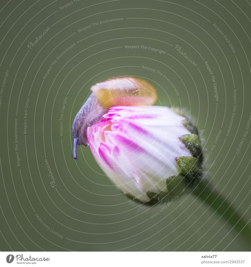 Babyschnecke Umwelt Natur Frühling Pflanze Blume Blüte Gänseblümchen Wiese Tier Wildtier Schnecke Fühler 1 klein Wege & Pfade Blütenknospen entdecken langsam