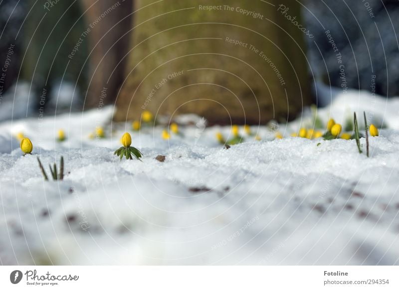 Und wieder Schnee! :-( Umwelt Natur Landschaft Pflanze Urelemente Winter Eis Frost Baum Blume Blüte Garten Park Coolness kalt nass natürlich braun gelb grün