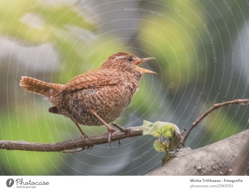 Singender Zaunkönig Natur Tier Sonnenlicht Schönes Wetter Baum Blatt Zweige u. Äste Wildtier Vogel Tiergesicht Flügel Krallen Metallfeder gefiedert Schnabel