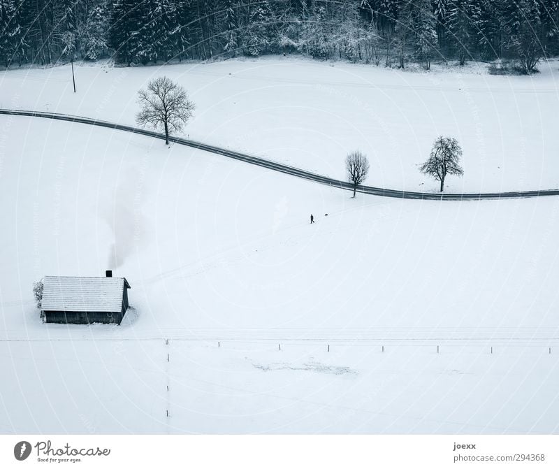 Mein Haus, mein Garten, mein Hund. 1 Mensch Landschaft Winter Schnee Baum Wald Hütte Schornstein Fußgänger Straße Wege & Pfade Haustier Tier gehen grau schwarz