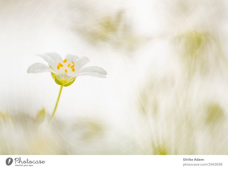 Ganz in Weiß - Blumen Design Wellness harmonisch Wohlgefühl Zufriedenheit Erholung ruhig Meditation Spa Tapete Valentinstag Muttertag Hochzeit Geburtstag Natur