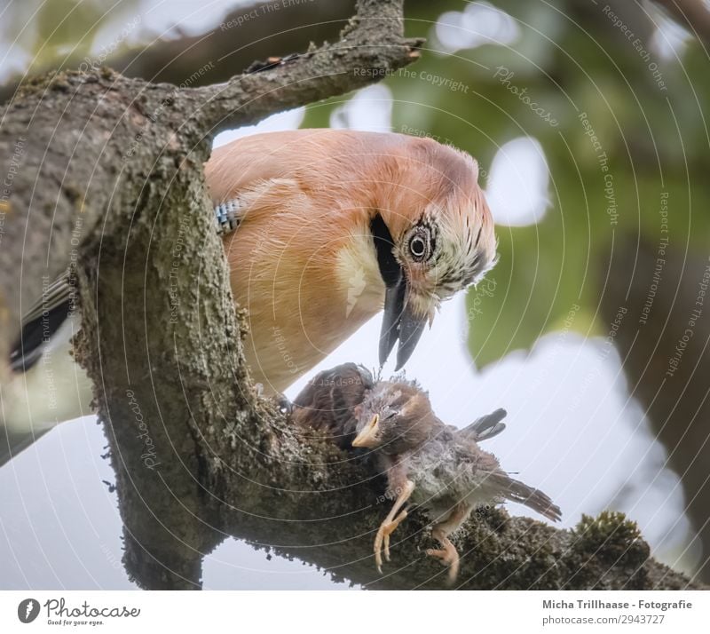 Eichelhäher frisst erbeutetes Küken Natur Tier Sonnenlicht Schönes Wetter Baum Blatt Zweige u. Äste Wildtier Vogel Tiergesicht Flügel Krallen Schnabel Auge