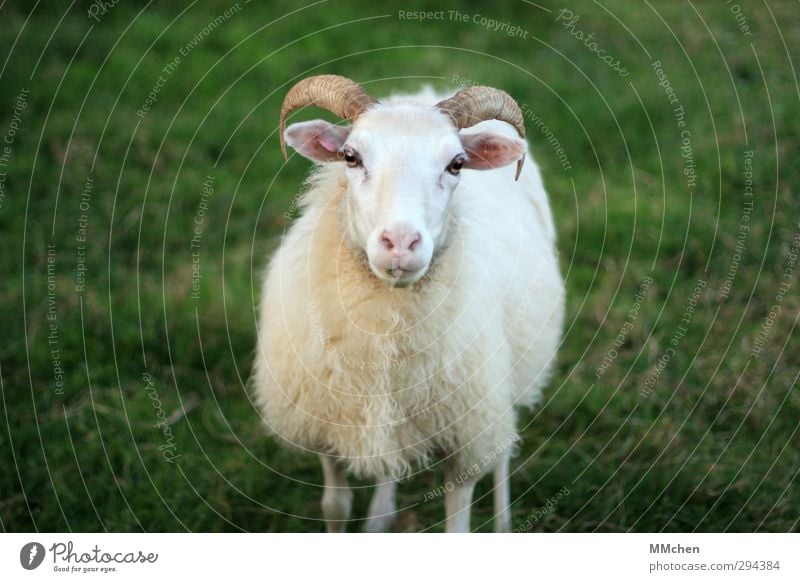 Ich möchte bleiben, bitte Landwirtschaft Forstwirtschaft Tier Wiese Nutztier Fell Streichelzoo Schaf 1 beobachten Blick stehen grün weiß Überleben