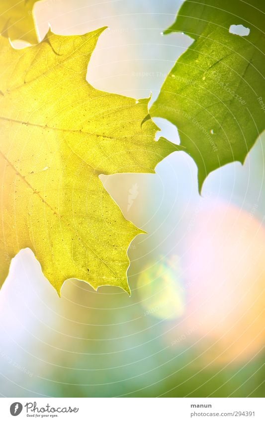 Sonnenlicht Natur Frühling Sommer Herbst Schönes Wetter Blatt Ahornblatt hell natürlich positiv Wärme gelb Farbfoto Außenaufnahme Menschenleer