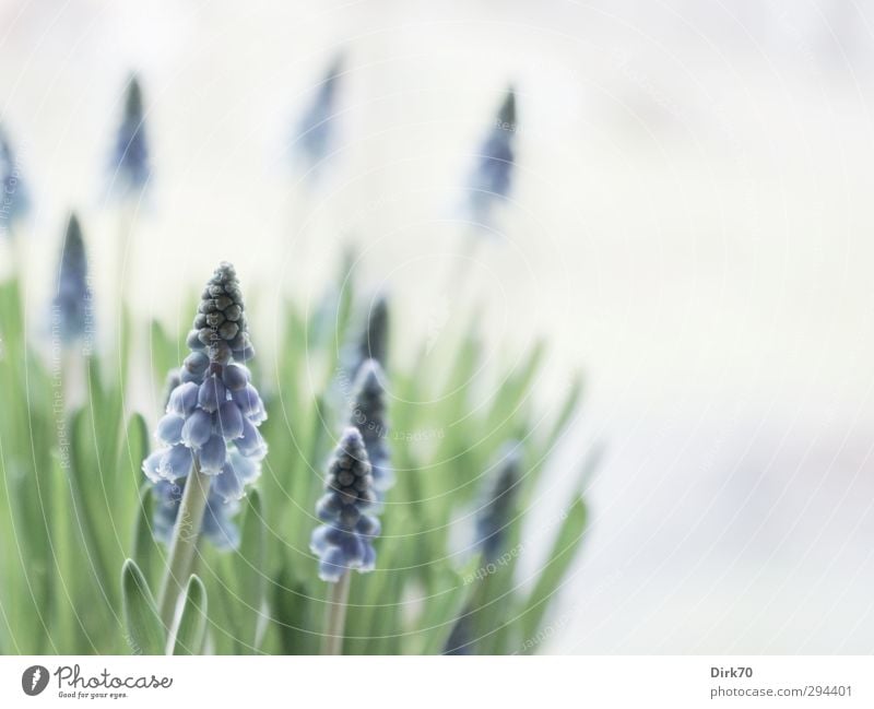 Bitte! Endlich! Frühling! Natur Pflanze Blume Blatt Blüte Grünpflanze Topfpflanze Hyazinthe Traubenhyazinthe Garten Fensterbrett Blühend Wachstum Duft frisch