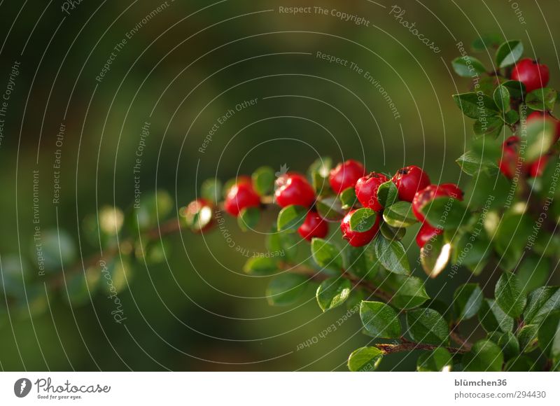 Beeren - Blätter - beleuchtet Natur Pflanze Herbst Sträucher Blatt Garten Park glänzend leuchten einfach klein natürlich grün rot Ast Zweig Jahreszeiten