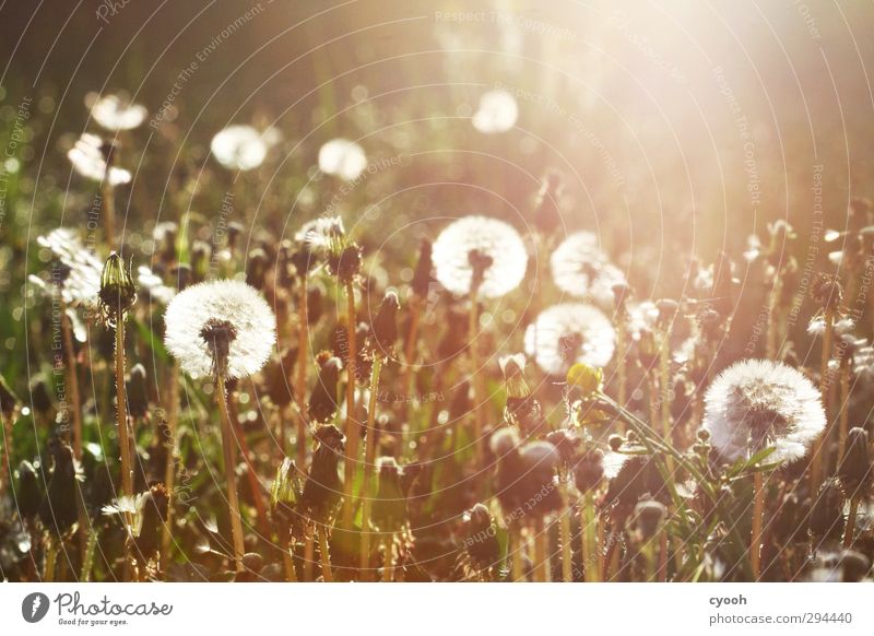 Pusteblumenwiese Natur Pflanze Sonnenaufgang Sonnenuntergang Sonnenlicht Frühling Sommer Herbst Schönes Wetter Wärme Dürre Gras Blüte Garten Park Wiese Blühend