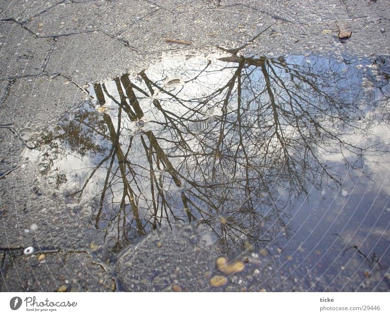 baum vs. pfuetze Asphalt Pfütze Baum Wasser Himmel Straße Detailaufnahme