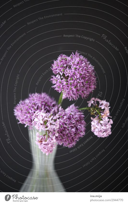 _ Umwelt Natur Pflanze Frühling Blume violett schwarz Vase Blumenstrauß rund Dekoration & Verzierung Stillleben Porree Farbfoto Gedeckte Farben Innenaufnahme