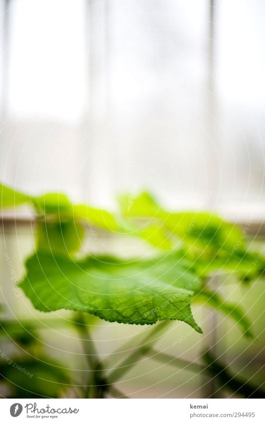 Green Grün Pflanze Blatt Grünpflanze Garten Gewächshaus Wachstum frisch hell grün weiß Energie Farbfoto Gedeckte Farben Innenaufnahme Nahaufnahme Menschenleer