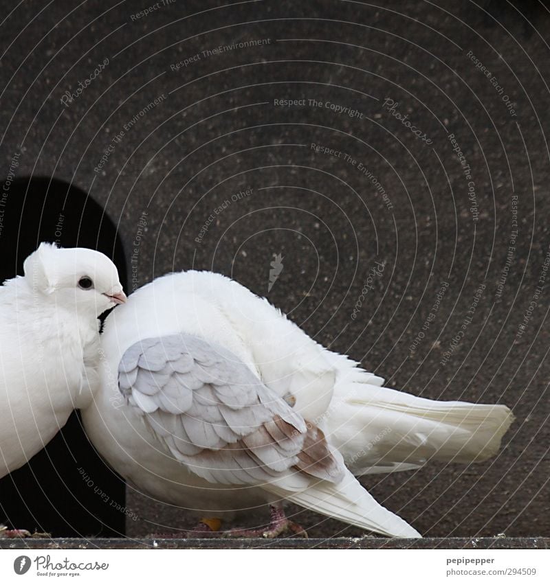 schatz, du verdrehst mir den kopf Hütte Mauer Wand Fassade Tür Tier Nutztier Vogel Tiergesicht Flügel Pfote Zoo Taube 2 Tierpaar bauen Liebe Reinigen streichen