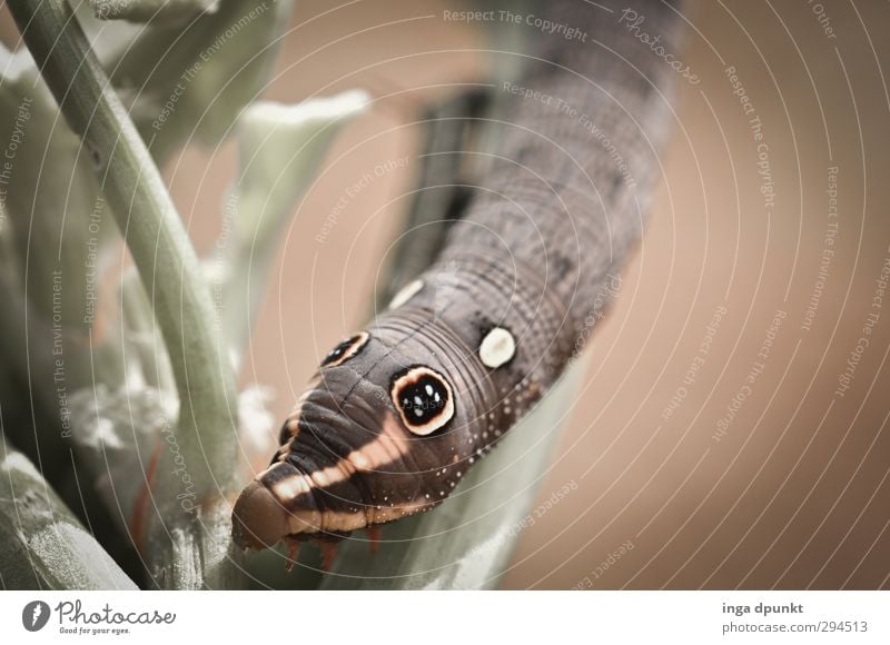 Schöne Augen Umwelt Natur Tier Wildtier Raupe Insekt Insektenlarve Schmetterling 1 natürlich Neugier niedlich Vergänglichkeit Pflanze Fressen Larve