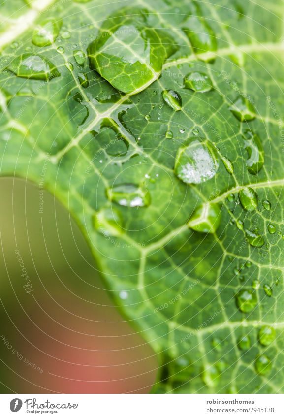 Nahaufnahme von Wassertropfen auf einem grünen Blatt Hintergrund Schönheit hell Schaumblase Kondenswasser Tau Tropfen Tröpfchen Ökologie Umwelt Frische Garten