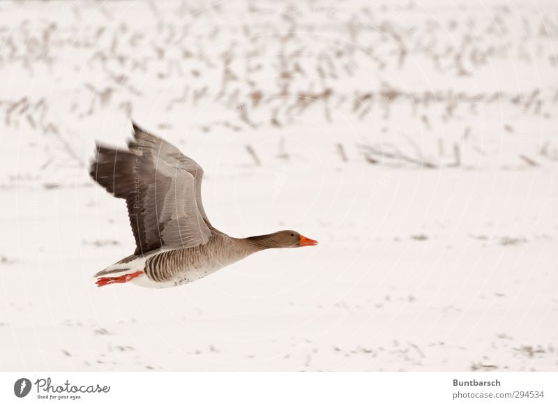 Vorbeiflug Schnee Feld Tier Vogel Graugans Gans 1 fliegen weiß Farbfoto Außenaufnahme Textfreiraum rechts Zentralperspektive Tierporträt Ganzkörperaufnahme