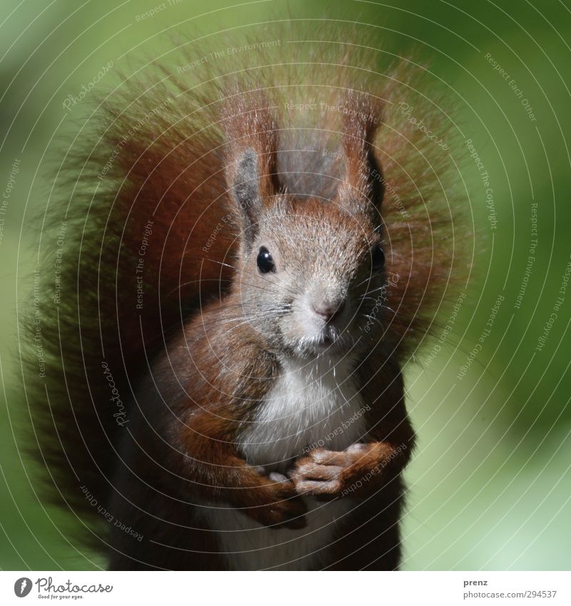 Belotschka Umwelt Natur Tier Schönes Wetter Wildtier 1 braun grün Eichhörnchen Nagetiere niedlich Farbfoto Außenaufnahme Menschenleer Textfreiraum rechts Tag