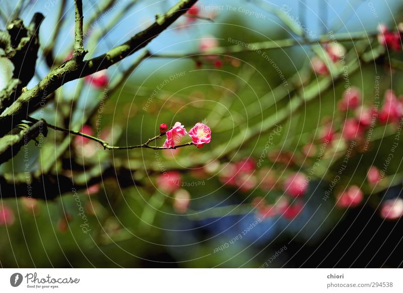 kleine Feder Kunst Frühling Blüte braun grün rosa Romantik schön träumen Farbfoto mehrfarbig abstrakt Sonnenlicht