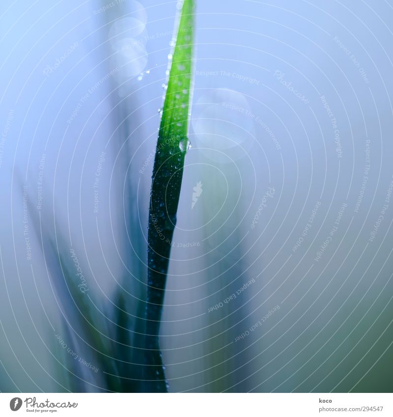 Am Morgen Natur Pflanze Wassertropfen Himmel Sonnenlicht Frühling Sommer Gras Blatt Linie Tropfen Wachstum ästhetisch dünn einfach frisch Billig nass natürlich