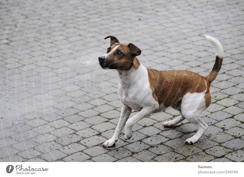 jetz wirf endlich du penner Tier Haustier Hund 1 springen warten Neugier niedlich Vorfreude Erwartung Spielen Fell Lebewesen Hundeblick Farbfoto Gedeckte Farben