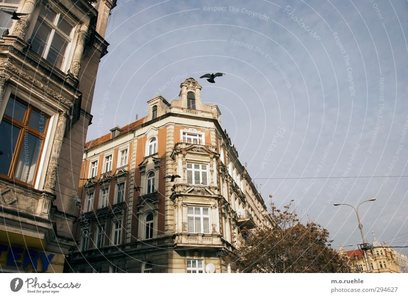 Breslau Birds Lifestyle Haus Himmel Wolkenloser Himmel Winter Schönes Wetter Polen Stadt Stadtzentrum Fassade Fenster Tier Vogel Taube 2 alt authentisch blau