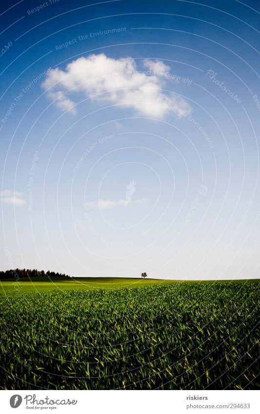 I´m a little tree in a big world. Umwelt Natur Landschaft Himmel Wolken Horizont Frühling Baum Wiese Feld Wald Ferne frei frisch klein stark blau grün